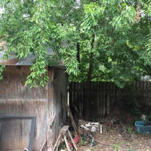 Landscaping -- 719 W Monroe