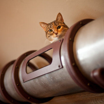 Cat Transit System