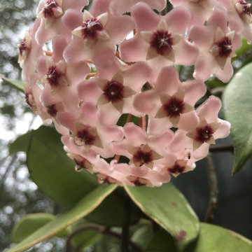 Garden photos