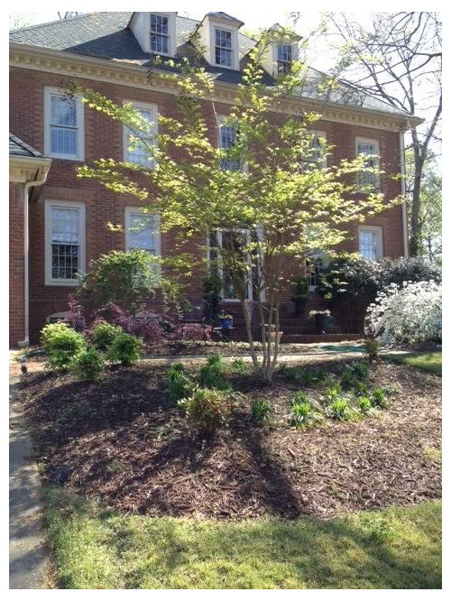 Suggestions For Underplanting Natchez Trace Crepe Myrtle