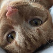 Tricia Minassian's photo