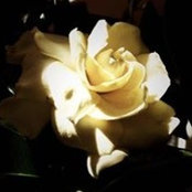 Janus Roys's photo