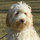 Tamara Labradoodles