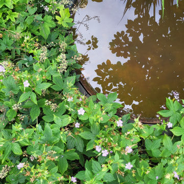 Reflection Pond Water Bowl
