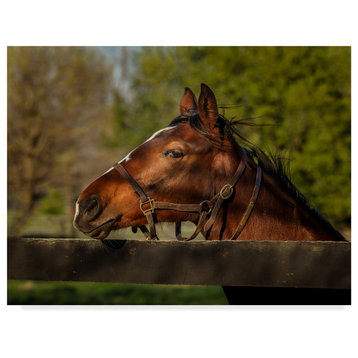 Galloimages Online 'Horse Portrait Over Fence' Canvas Art, 19"x14"