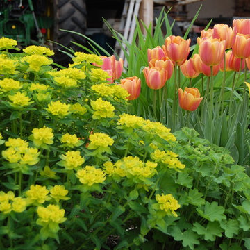 Euphorbia polychroma mit Tulipa `Princess Irene´