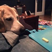 Sara Dow's photo