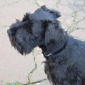 Stephen Downey's photo