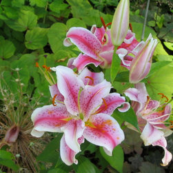Lilies - Products