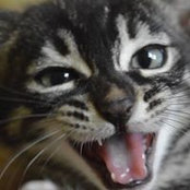 Marina Kravchenko's photo