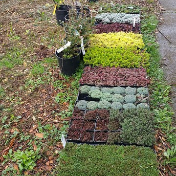 Edible Front Yard