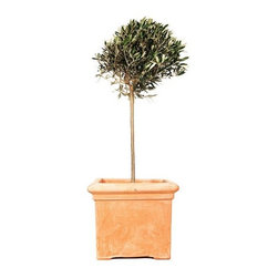 Terracino Bay Tree Square 51cm Planter - Outdoor Plant Pots & Planters