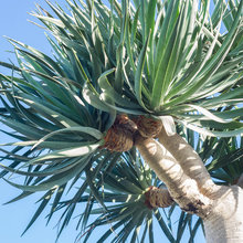 plants 116