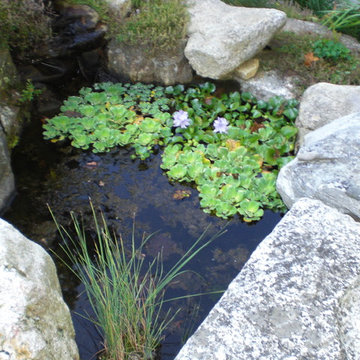 Water Garden