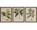 Plants II Framed Art, 13"x17", Set Of 3