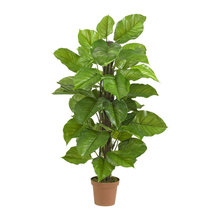 Plants