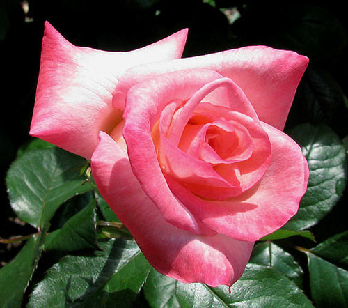Model gemini rose 