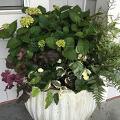 Amy Dolan's photo