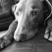 Photo de Vonda Kudron