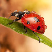Foto von Rhaquel Buchanan