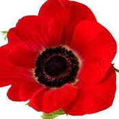 Debbie Calvert's photo