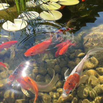 Orchard Lane Pond