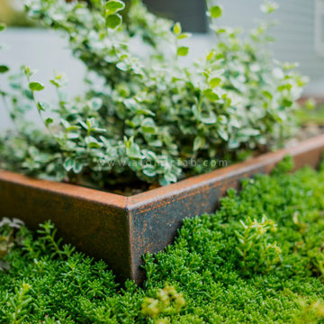Corten low profile planters for succulents