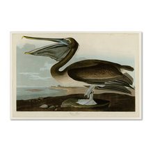 Audubon