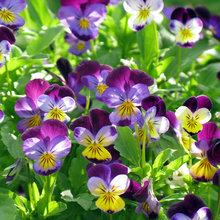 Gardens