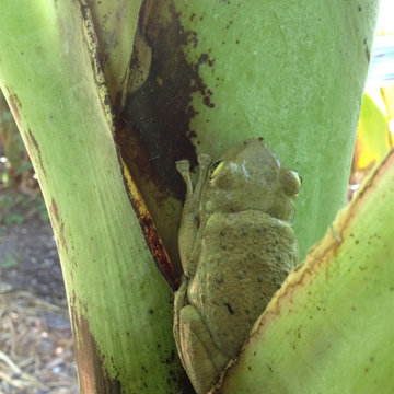 Habitat Restoration Miami-Certified Wildlife Habitat