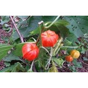 Geri Nehls's photo