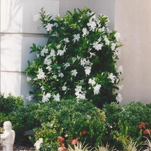 Landscape Plantings