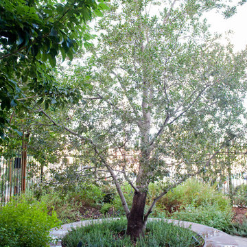 Oak Tree