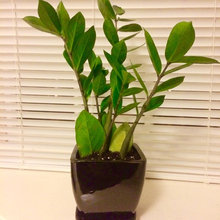 New plants
