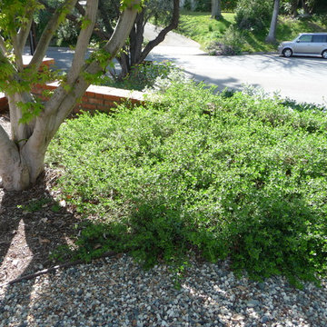 California Natives with established trees