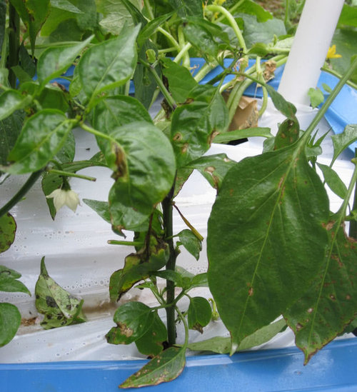 Black spots on stems