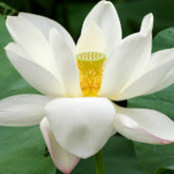 Huynh Lien's photo