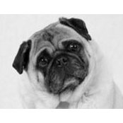 Puglas Dolan's photo