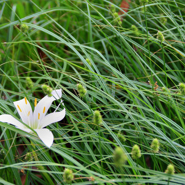 Native Plant Garden