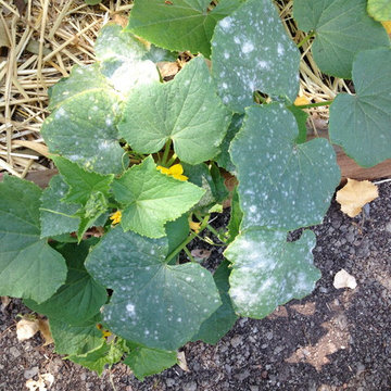 ebay, inc. Corporate Vegetable Garden Installation & Employee Garden Education