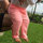 mesha_k