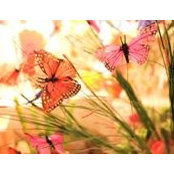 Elise Wetzel's photo