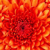 Nicole Medwid's photo