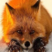 Marty Fox's photo