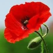 Hamish Watson's photo