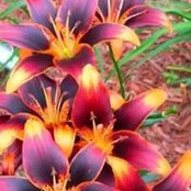 Lynn Troutman's photo