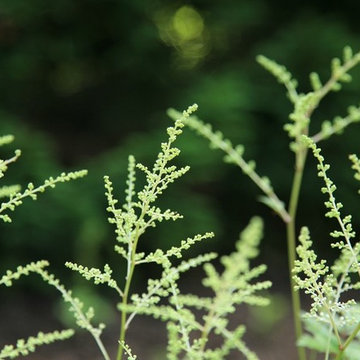 Astilbe