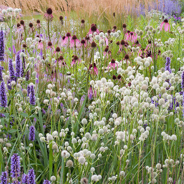 Piet Oudolf's wildflower meadow includes Agastache, Eryngium yuccifolium, and Ec