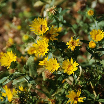 Grindelia Camporum