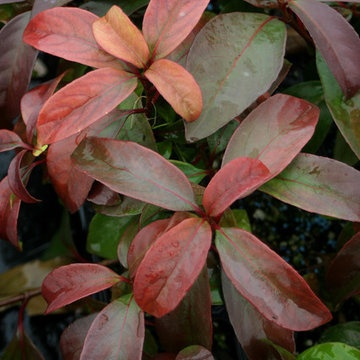 Handsome Devil™ Viburnum